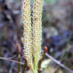 Lycopodium officinale Neck. (Lycopode en massue)