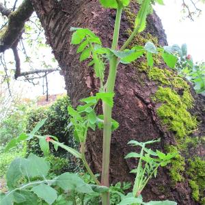 Photographie n°997280 du taxon Sonchus oleraceus L. [1753]