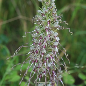 Photographie n°997434 du taxon Himantoglossum hircinum (L.) Spreng. [1826]