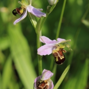 Photographie n°997471 du taxon Ophrys apifera Huds. [1762]