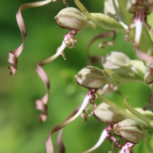 Photographie n°997491 du taxon Himantoglossum hircinum (L.) Spreng. [1826]