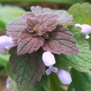 Photographie n°997813 du taxon Lamium purpureum L. [1753]