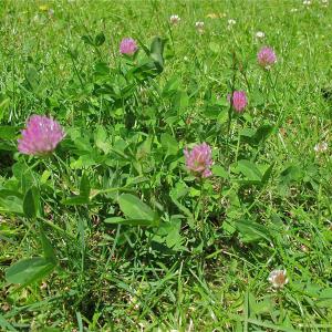 Photographie n°997916 du taxon Trifolium pratense L. [1753]