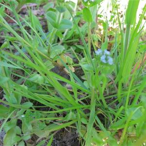 Photographie n°997943 du taxon Valeriana locusta L. [1753]