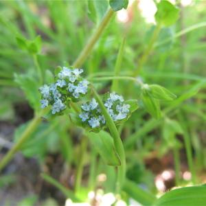 Photographie n°997944 du taxon Valeriana locusta L. [1753]