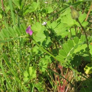 Photographie n°997984 du taxon Vicia sativa L. [1753]