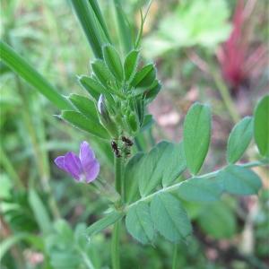 Photographie n°997985 du taxon Vicia sativa L. [1753]