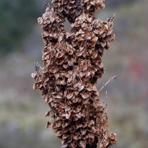 Photographie n°998550 du taxon Rumex alpinus L. [1759]