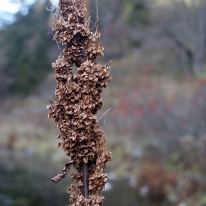 Photographie n°998551 du taxon Rumex alpinus L. [1759]
