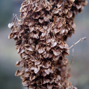 Photographie n°998556 du taxon Rumex alpinus L. [1759]