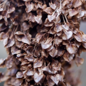 Photographie n°998559 du taxon Rumex alpinus L. [1759]