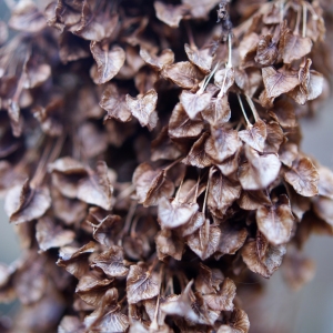 Photographie n°998560 du taxon Rumex alpinus L. [1759]