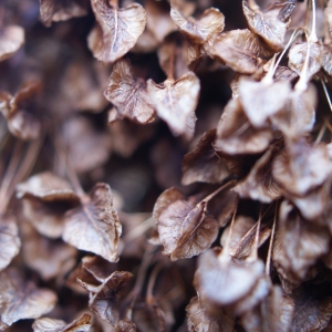 Photographie n°998561 du taxon Rumex alpinus L. [1759]