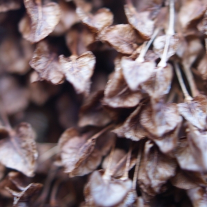 Photographie n°998562 du taxon Rumex alpinus L. [1759]