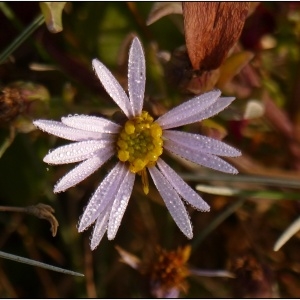 Photographie n°998694 du taxon Tripolium pannonicum (Jacq.) Dobrocz. [1962]