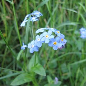 Photographie n°998759 du taxon Myosotis arvensis (L.) Hill [1764]