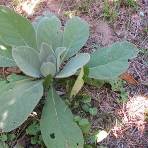 Photographie n°998860 du taxon Verbascum thapsus L. [1753]