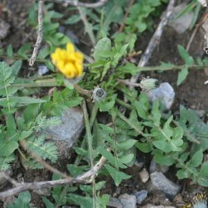 Photographie n°998874 du taxon Taraxacum minimum (V.Brig. ex Guss.) N.Terracc. [1869]