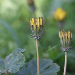 Taraxacum minimum (V.Brig. ex Guss.) N.Terracc. (Pissenlit)