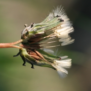 Photographie n°998876 du taxon Taraxacum minimum (V.Brig. ex Guss.) N.Terracc. [1869]