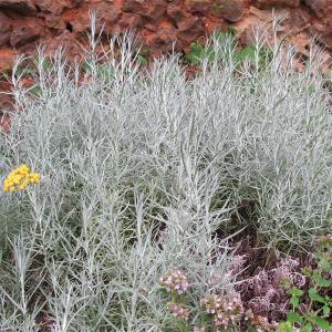 Photographie n°998913 du taxon Helichrysum italicum (Roth) G.Don [1830]