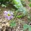  Philippe Gilot - Oxalis latifolia Kunth [1822]