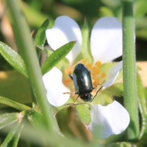 Photographie n°998934 du taxon Potentilla sterilis (L.) Garcke [1856]