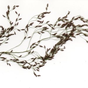 Photographie n°998944 du taxon Eragrostis pilosa (L.) P.Beauv. [1812]