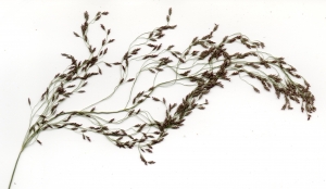 Emilien Henry, le 13 septembre 2016 (Béduer (Le Caussanel))