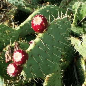 Photographie n°999157 du taxon Opuntia ficus-indica (L.) Mill. [1768]