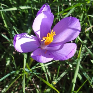 Photographie n°999184 du taxon Crocus nudiflorus Sm. [1798]