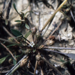 Photographie n°999251 du taxon Polygonum aviculare L. [1753]