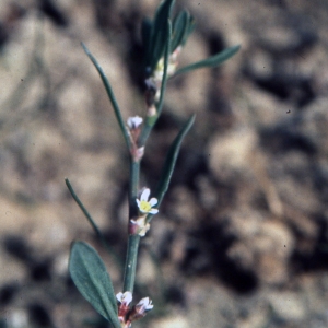 Photographie n°999253 du taxon Polygonum aviculare L. [1753]