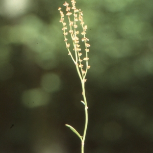 Photographie n°999294 du taxon Rumex acetosella L. [1753]