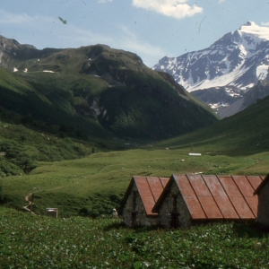Photographie n°999297 du taxon Rumex alpinus L. [1759]