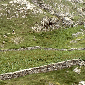 Photographie n°999298 du taxon Rumex alpinus L. [1759]