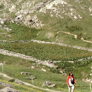 Photographie n°999300 du taxon Rumex alpinus L. [1759]