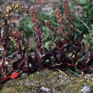 Photographie n°999307 du taxon Rumex bucephalophorus L. [1753]