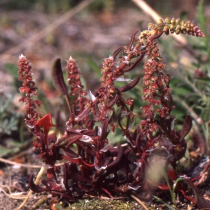 Photographie n°999308 du taxon Rumex bucephalophorus L. [1753]