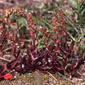 Photographie n°999309 du taxon Rumex bucephalophorus L. [1753]