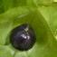 Paule LAMOUROUX - Nicandra physalodes (L.) Gaertn. [1791]