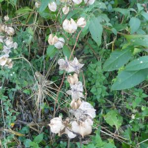 Photographie n°999911 du taxon Nicandra physalodes (L.) Gaertn. [1791]