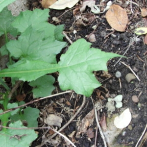 Photographie n°999930 du taxon Lactuca muralis (L.) Gaertn. [1791]