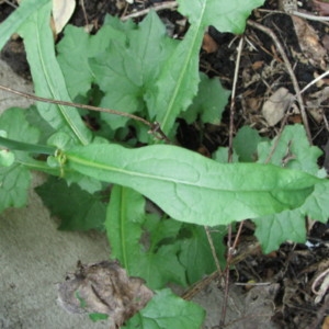 Photographie n°999931 du taxon Lactuca muralis (L.) Gaertn. [1791]