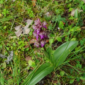 Photographie n°1000073 du taxon Himantoglossum robertianum (Loisel.) P.Delforge [1999]