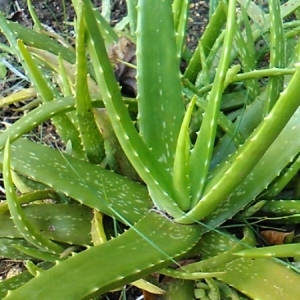 Photographie n°1000114 du taxon Aloe vera (L.) Burm.f.