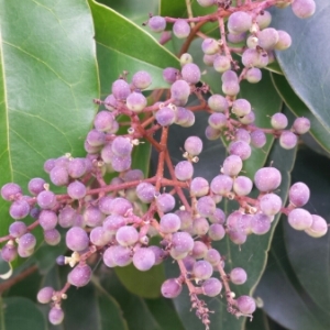 Photographie n°1000121 du taxon Ligustrum lucidum W.T.Aiton [1810]