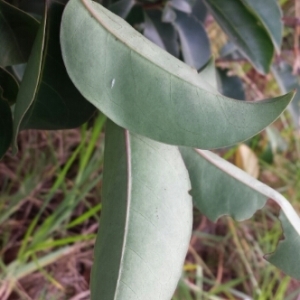 Photographie n°1000123 du taxon Ligustrum lucidum W.T.Aiton [1810]