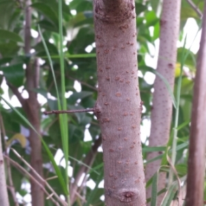 Photographie n°1000124 du taxon Ligustrum lucidum W.T.Aiton [1810]