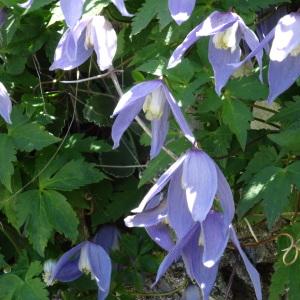 Clematis alpina (L.) Mill. subsp. alpina (Clématite des Alpes)